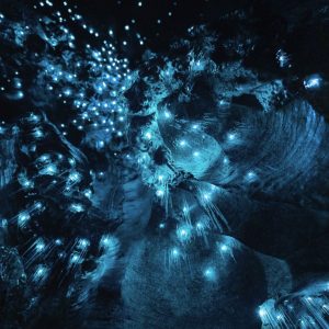 Waitomo Cave tours