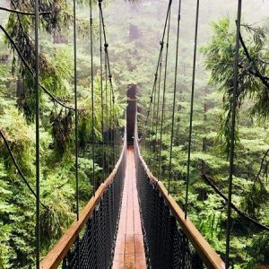 Redwoods Treewalk Walks