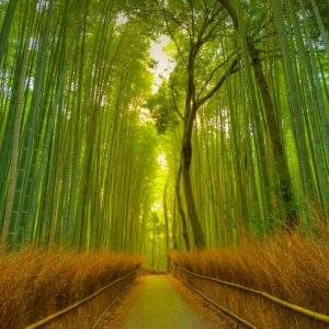 Esperienza in un Ryokan con Onsen a Arashiyama